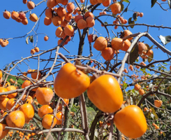 11.8周六【上罗村柿子】从化上罗千亩柿子林，艾米稻香小镇，罗洞工匠小镇。