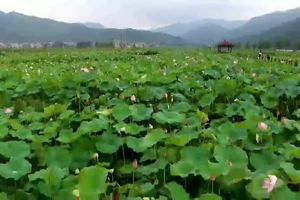 我的故乡，我的村