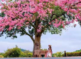 11.1周六【松山湖】异木棉盛开，环松山湖骑行，欧洲小镇 拍小火车。