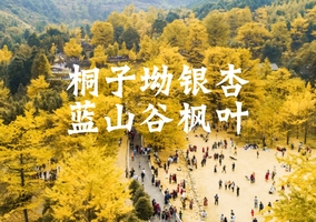 成团了，最后一期12.6-7【桐子坳枫叶】永州蓝山谷红枫叶，桐子坳赏银杏。