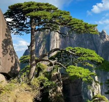 12.31晚-1.3【黄山+婺源】安徽黄山、婺源篁岭、水墨宏村。报名付定金