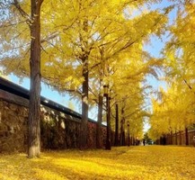 11.8-9【南雄银杏】299含住宿送温泉，南雄帽子峰银杏，南华禅寺。报名付定金