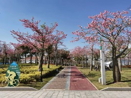 12.20周六【珠海横琴】85元起，打卡珠海横琴葡萄牙小镇，可登高遥望澳门，赏樱花木棉林。