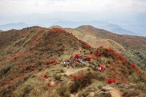 3.29周日【天露山】偶遇高山杜鹃，徒步草原映山红。