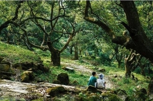 3.29周日【增城魔幻森林】79起，增城绿野仙踪 魔幻森林休闲游玩摄影，正果老街