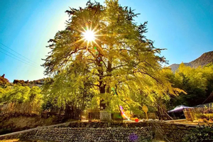 动车往返【郴州2天】逢周三/周六出发，永州桐子坳银杏村、夜游裕后街、郴州高椅岭、九龙水寨竹筏、马皇丘。报名付定金