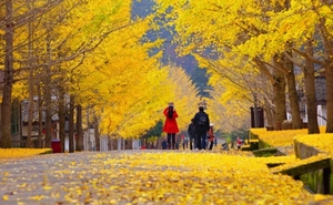 最后一期！12.17-18【南雄银杏+曹溪温泉】南雄帽子峰银杏、马坝人遗址、温泉体验、南华禅寺。报名付定金