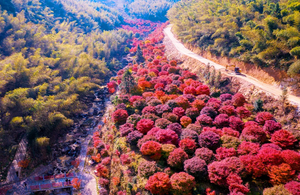 动车往返【郴州3天】永州桐子坳银杏、零陵古城、湘江大峡谷枫叶、裕后街、 九龙水寨竹筏、高椅岭/马皇丘。报名付定金