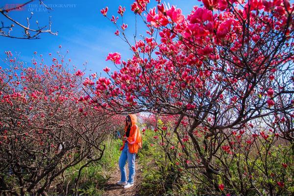 【单日进阶】4.20日， 鸬鸟山杜鹃花 | 余杭千亩野杜鹃，最美的季节，看漫山遍野红胜火