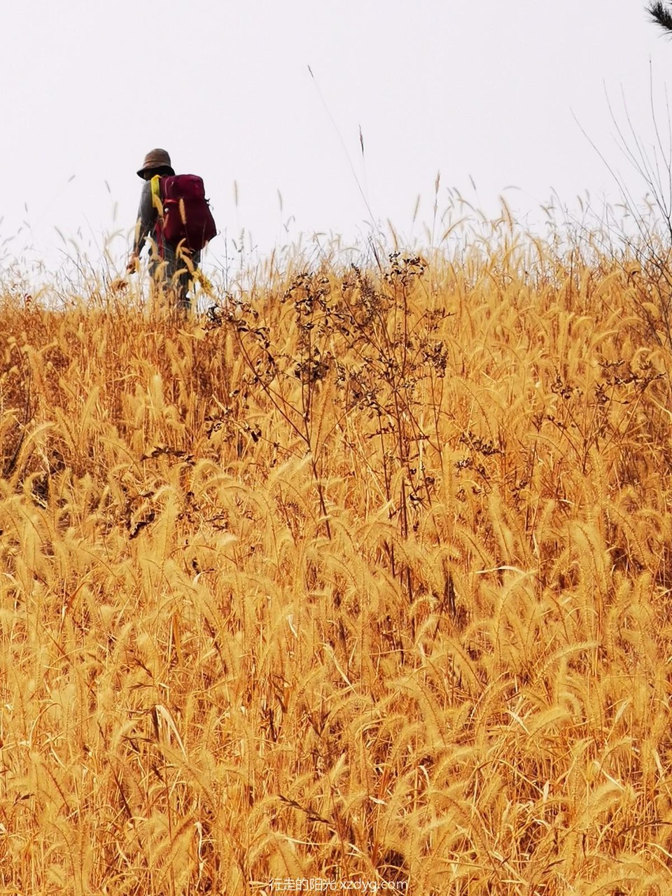 mmexport1573545472338