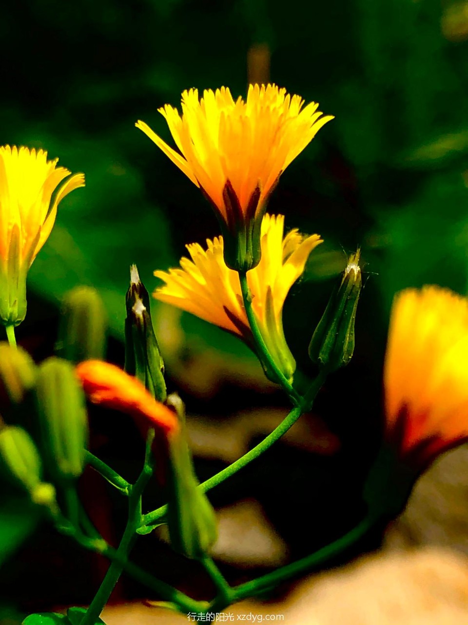 mmexport1589726680230