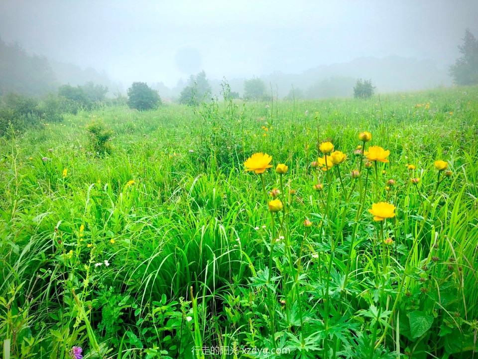 mmexport1594532024998