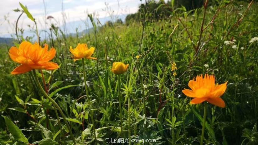 mmexport1594528686103