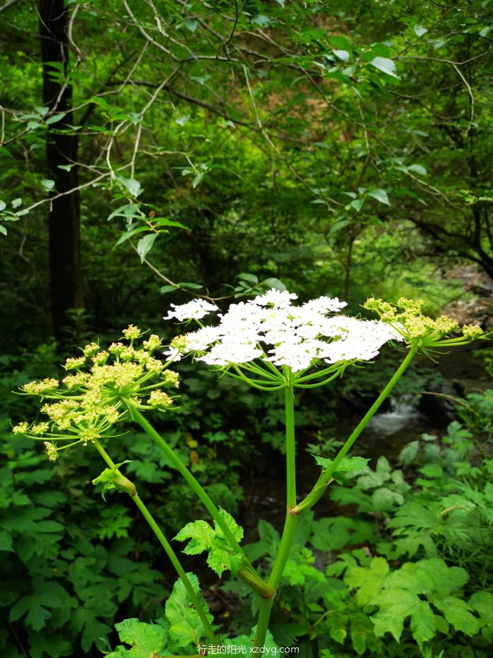 mmexport1595085063465