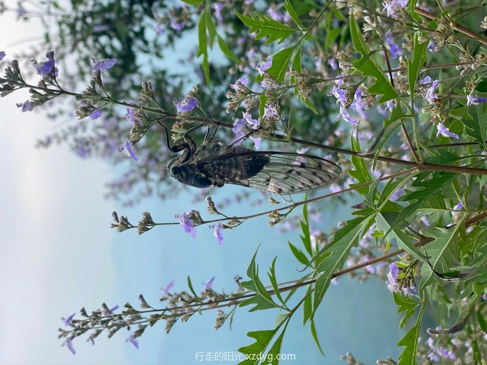 mmexport1596951011082