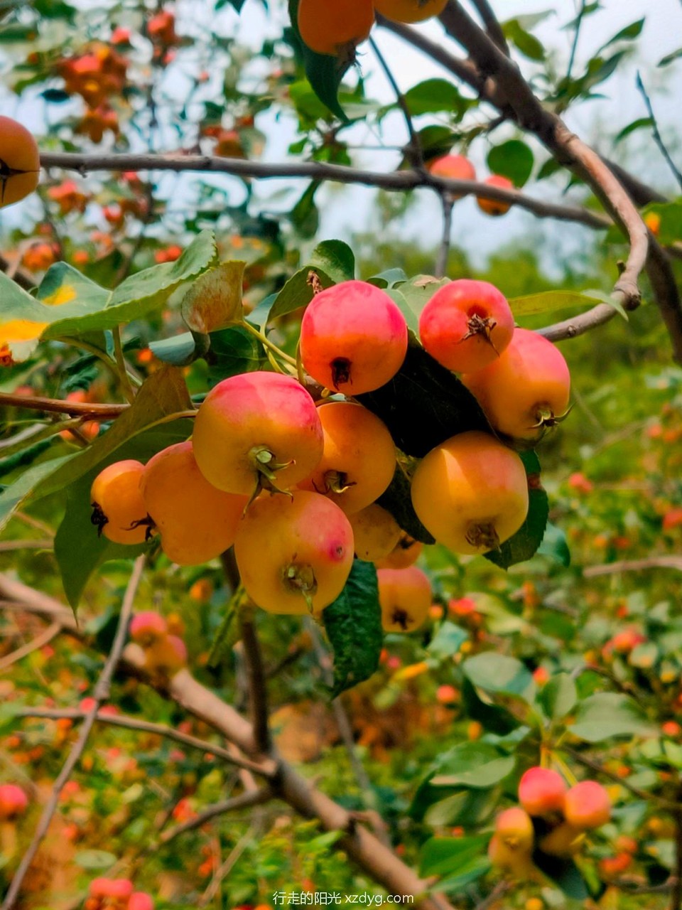 mmexport1598242984621