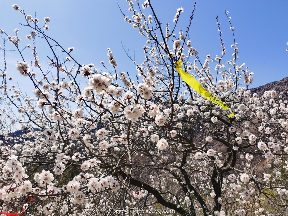 mmexport1617451312320