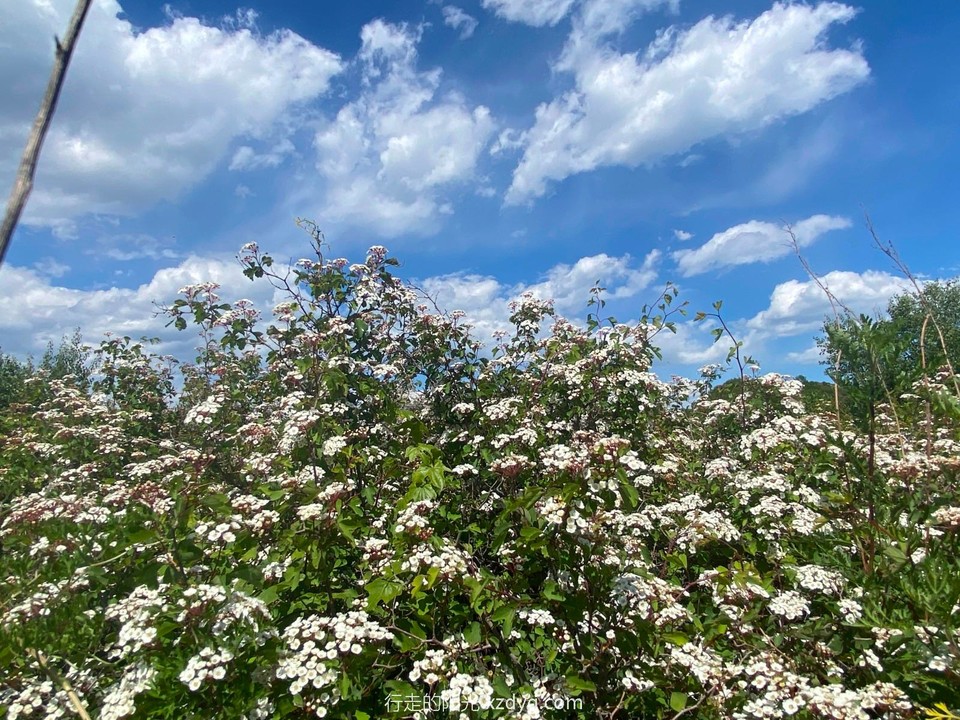 mmexport1622963166344