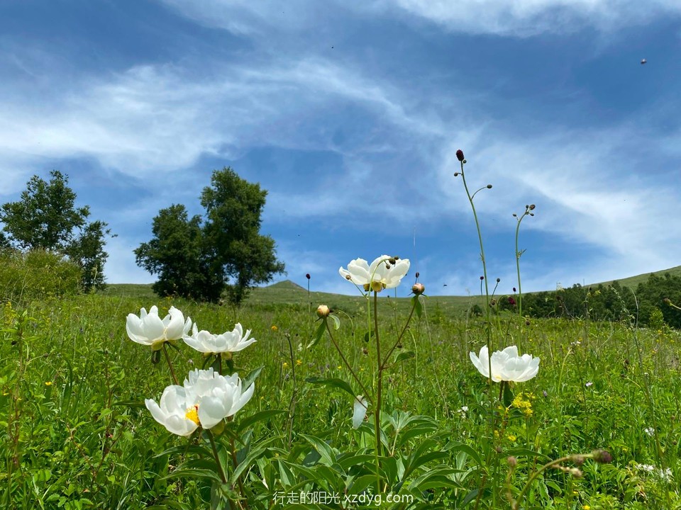 mmexport1625996476740