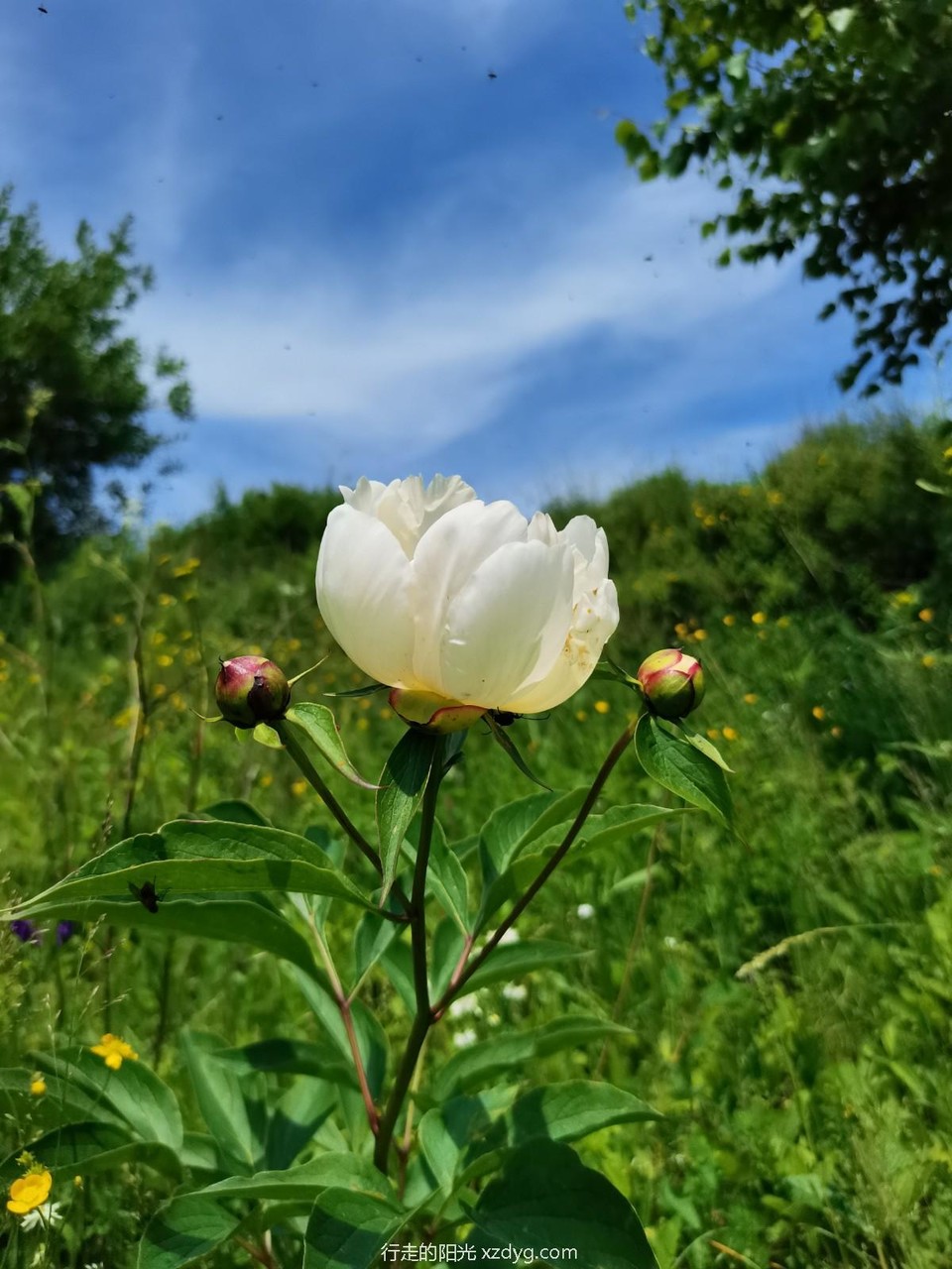 mmexport1626081982316