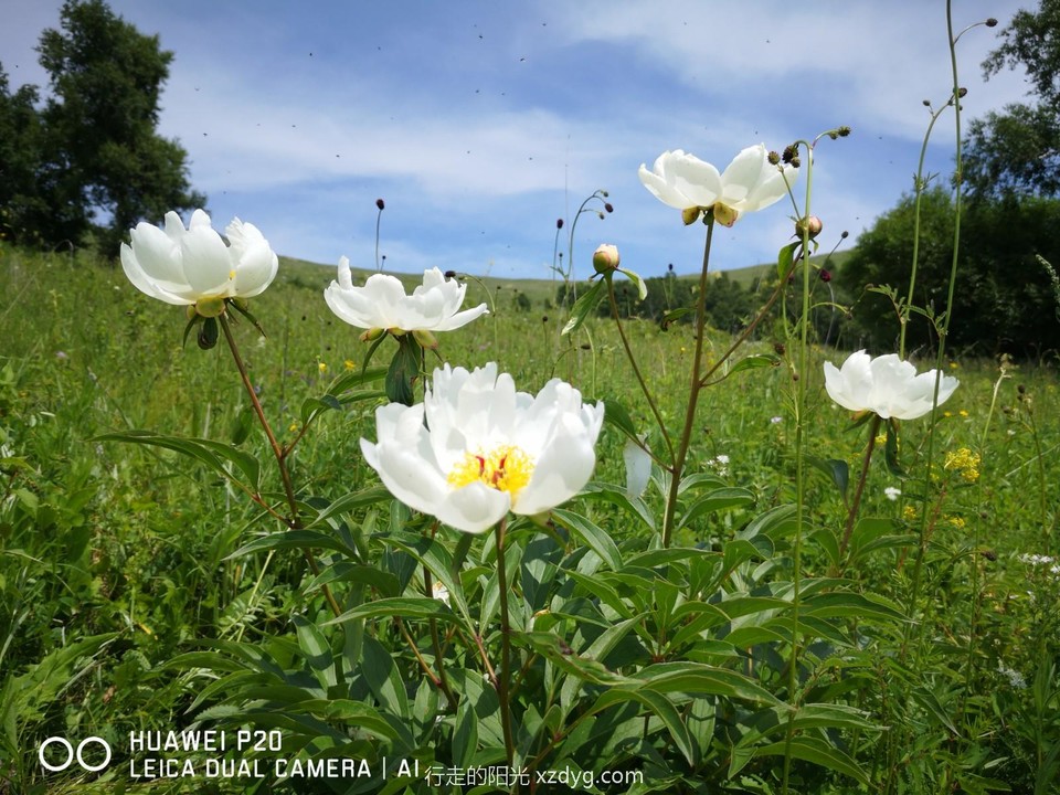 mmexport1625997375069