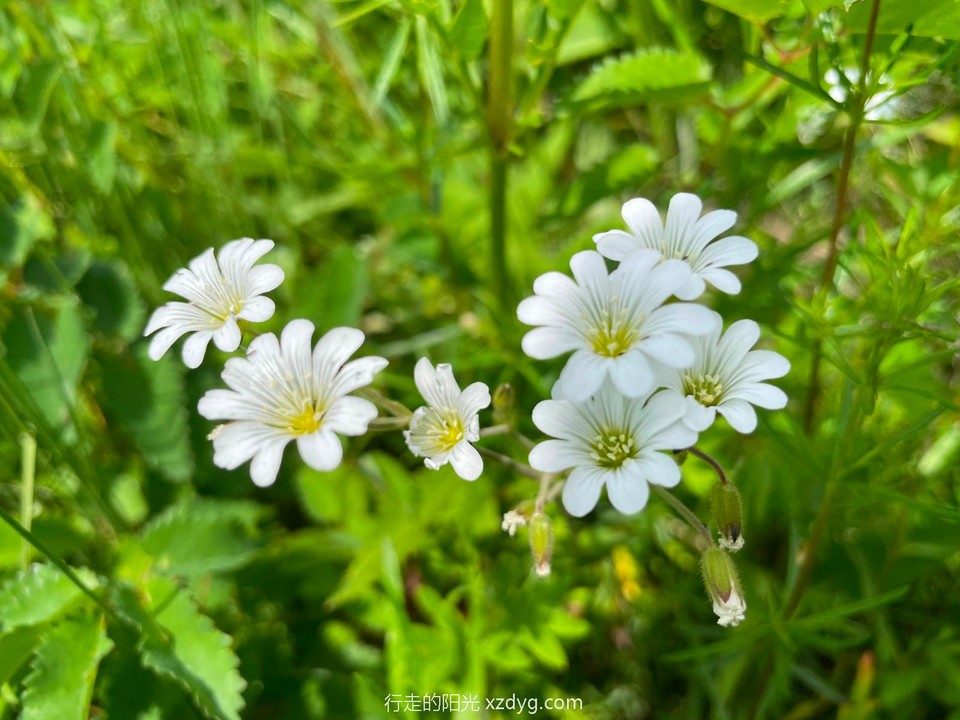 mmexport1625996712311