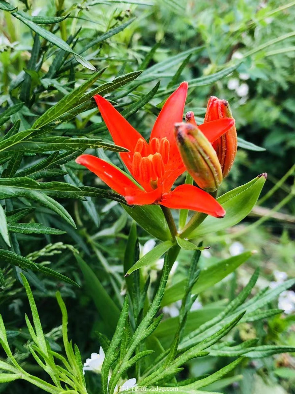 mmexport1625478045725