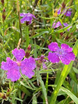 mmexport1625478042344