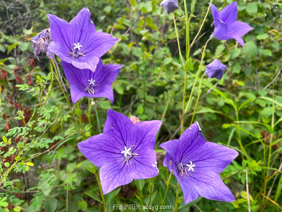 mmexport1627199165330