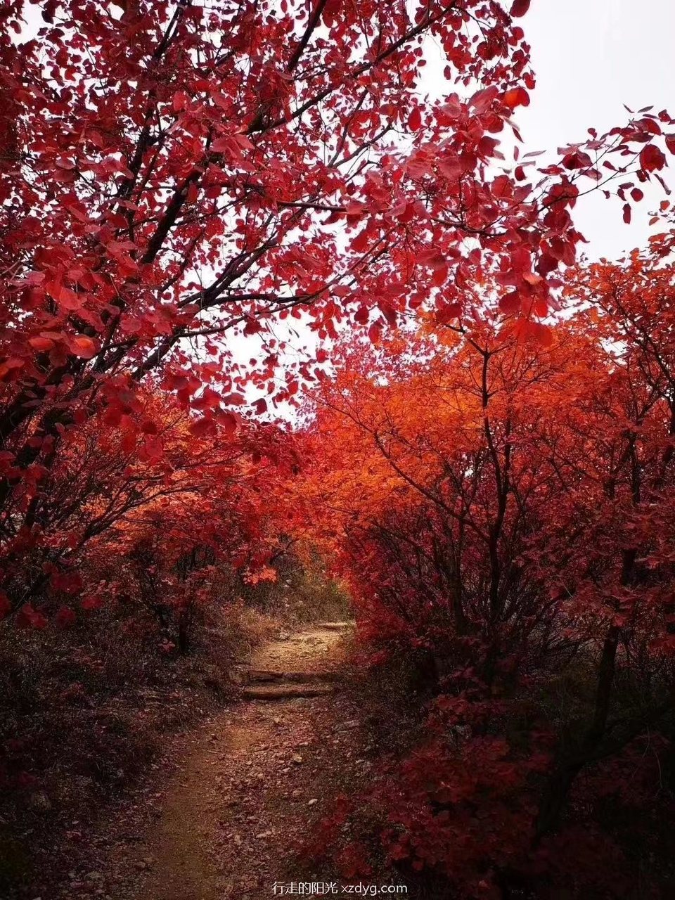 mmexport1635142318858