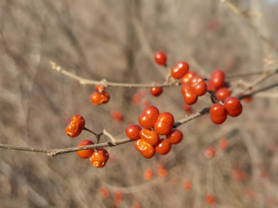 mmexport1641048427106