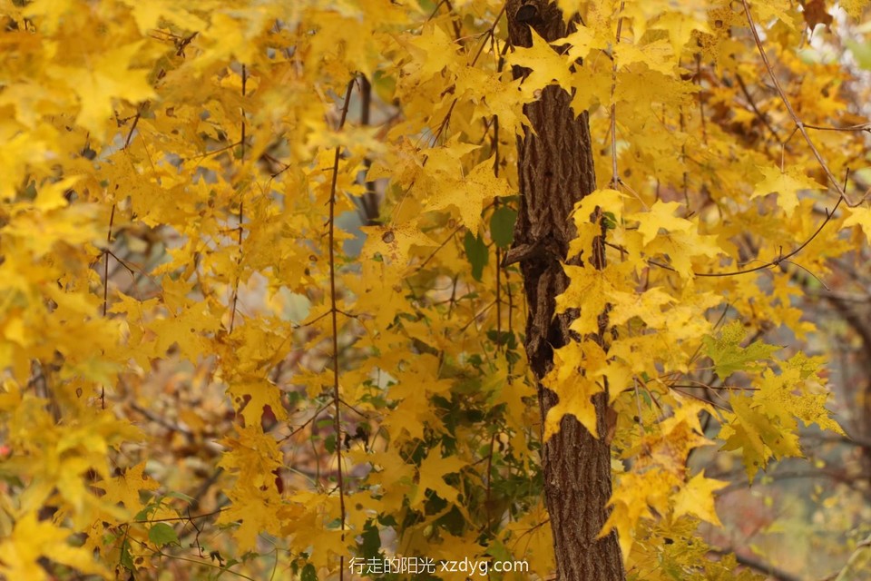 mmexport1728808271144