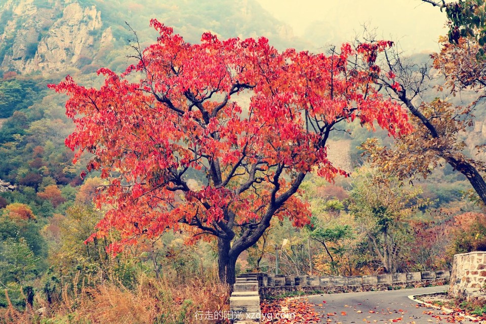 mmexport1728808262824_edit_491501201740106