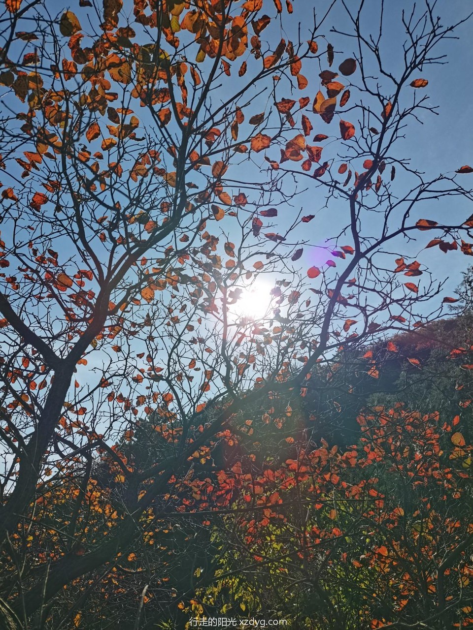 mmexport1729492540997