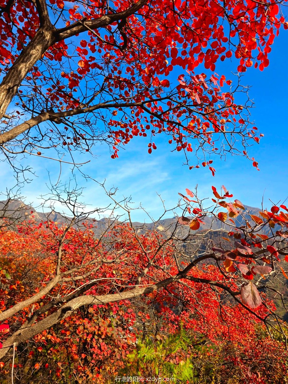 mmexport1729492488634