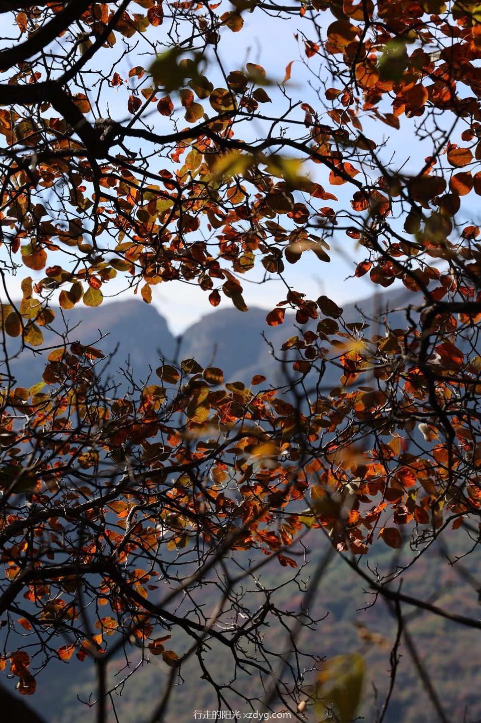 mmexport1729492085447