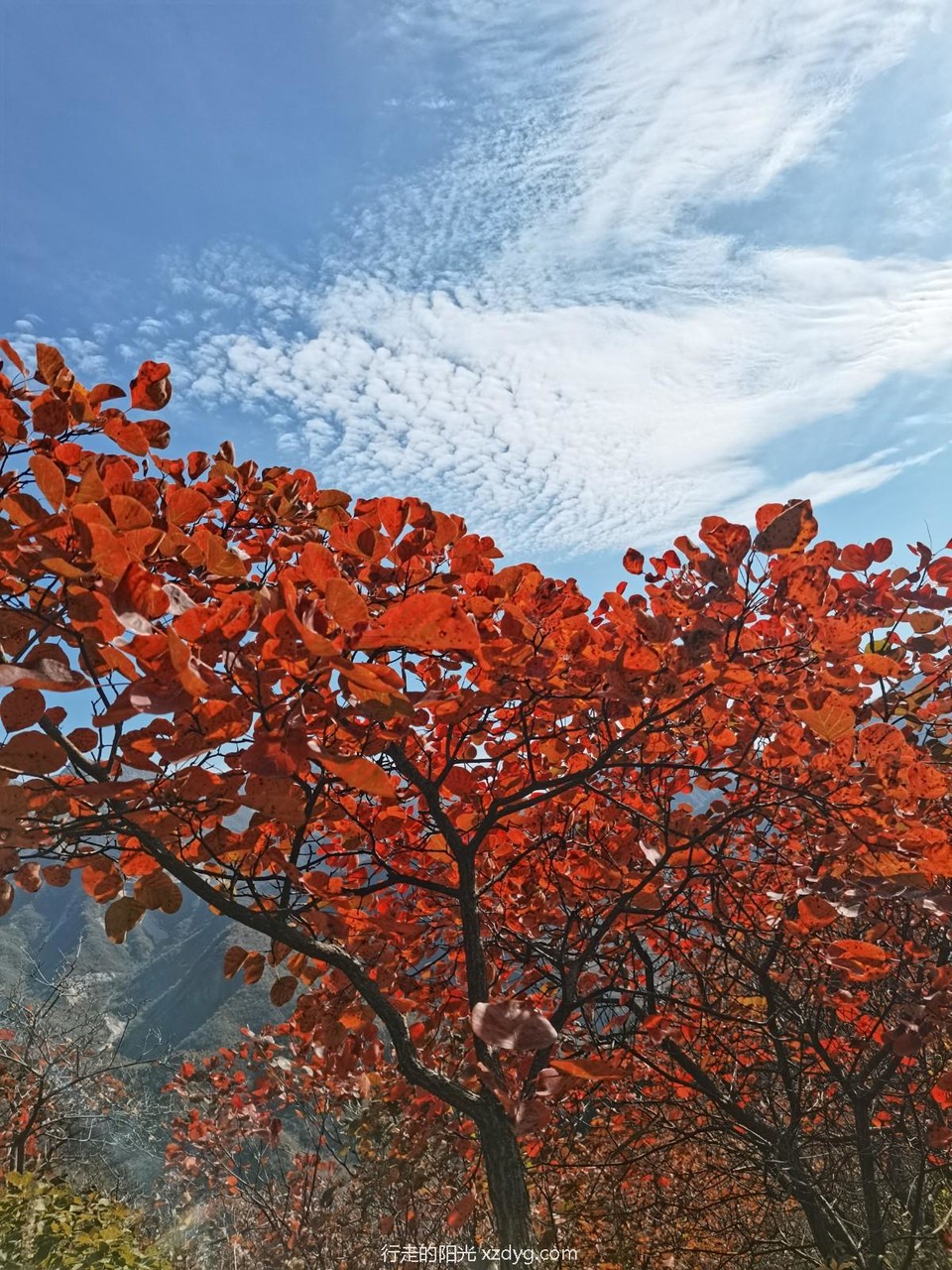 mmexport1729490837205