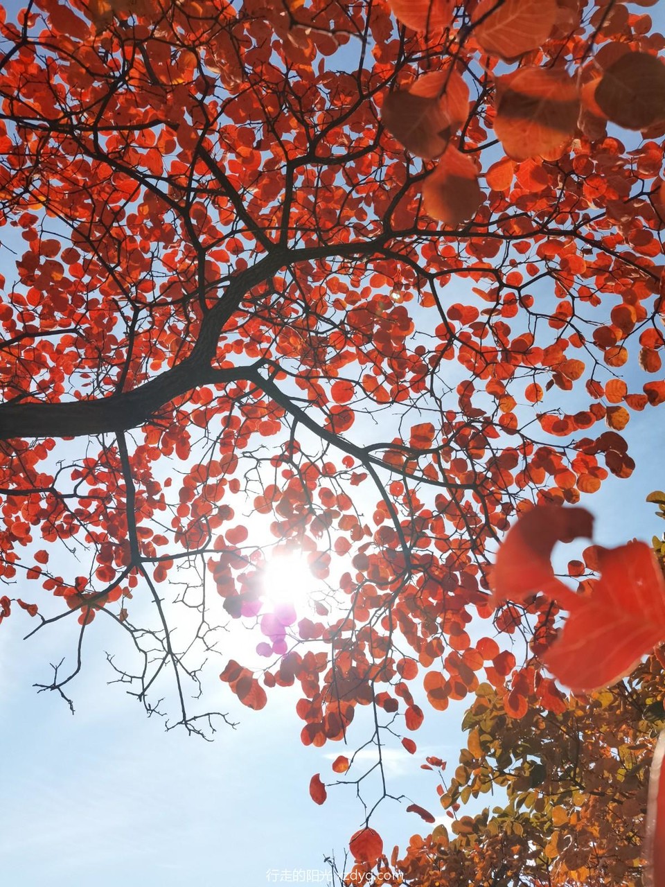 mmexport1729490816108