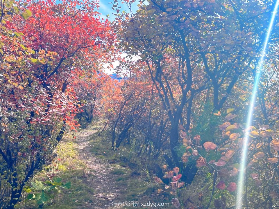 MEITU_20241021_194742392