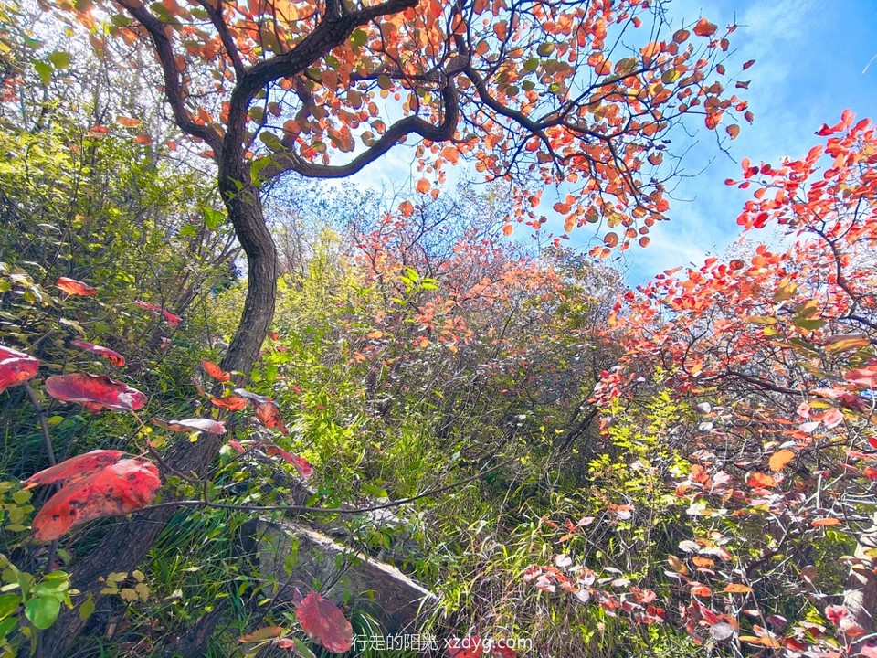 MEITU_20241021_194628540