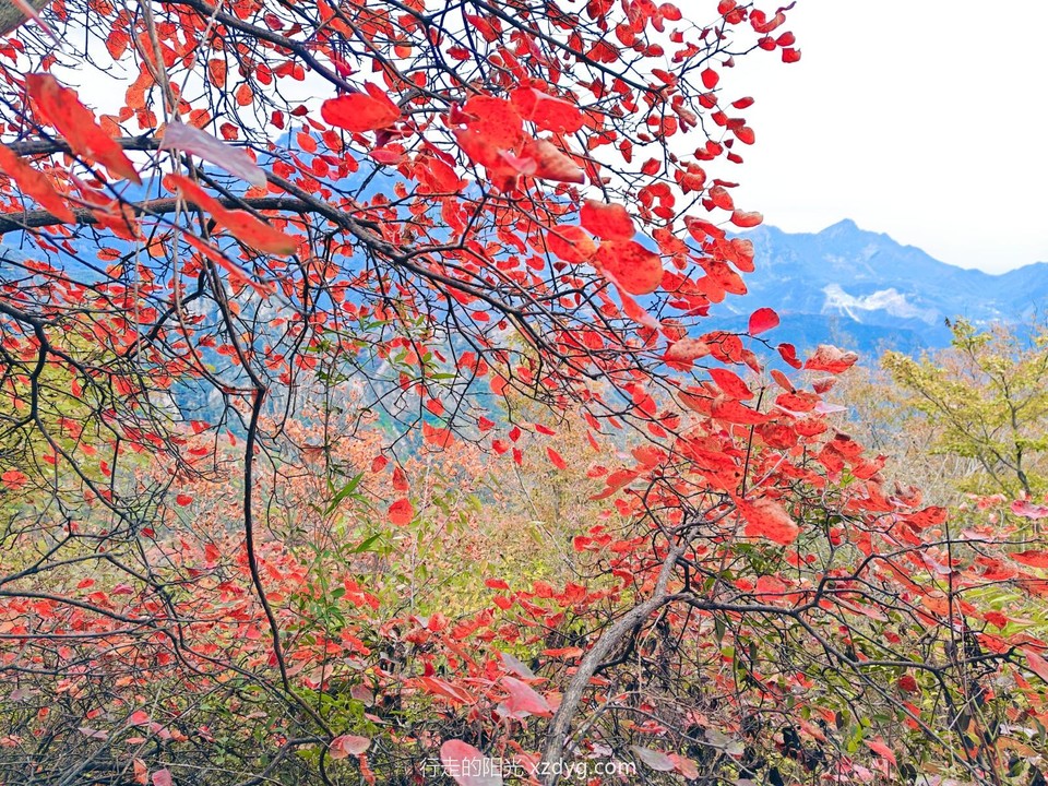 MEITU_20241021_194557398