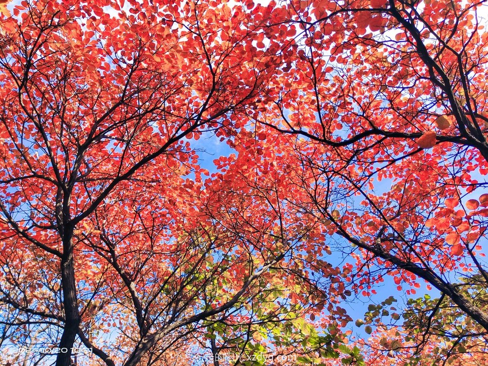 MEITU_20241021_194714924