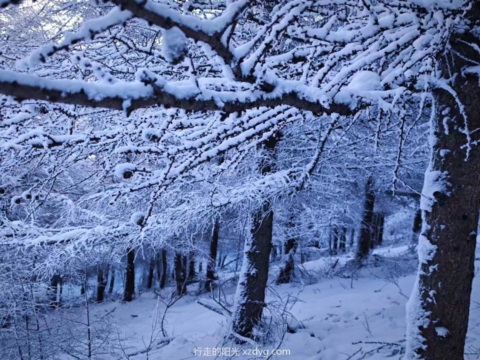 mmexport1734175914600