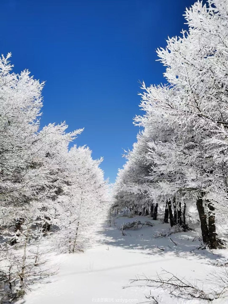 mmexport1733739075078