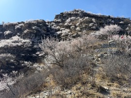 mmexport1743242133318