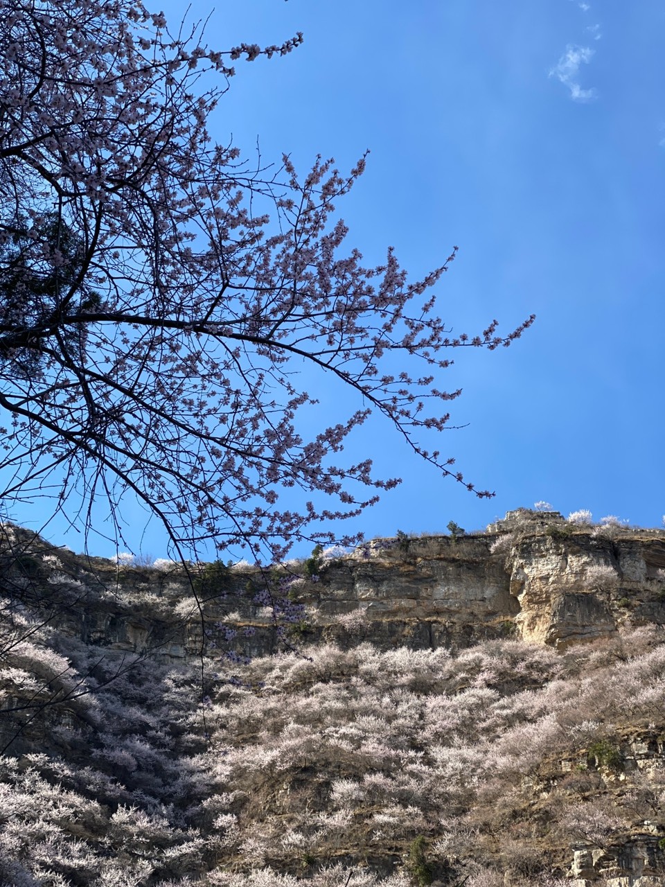 mmexport1743248854679