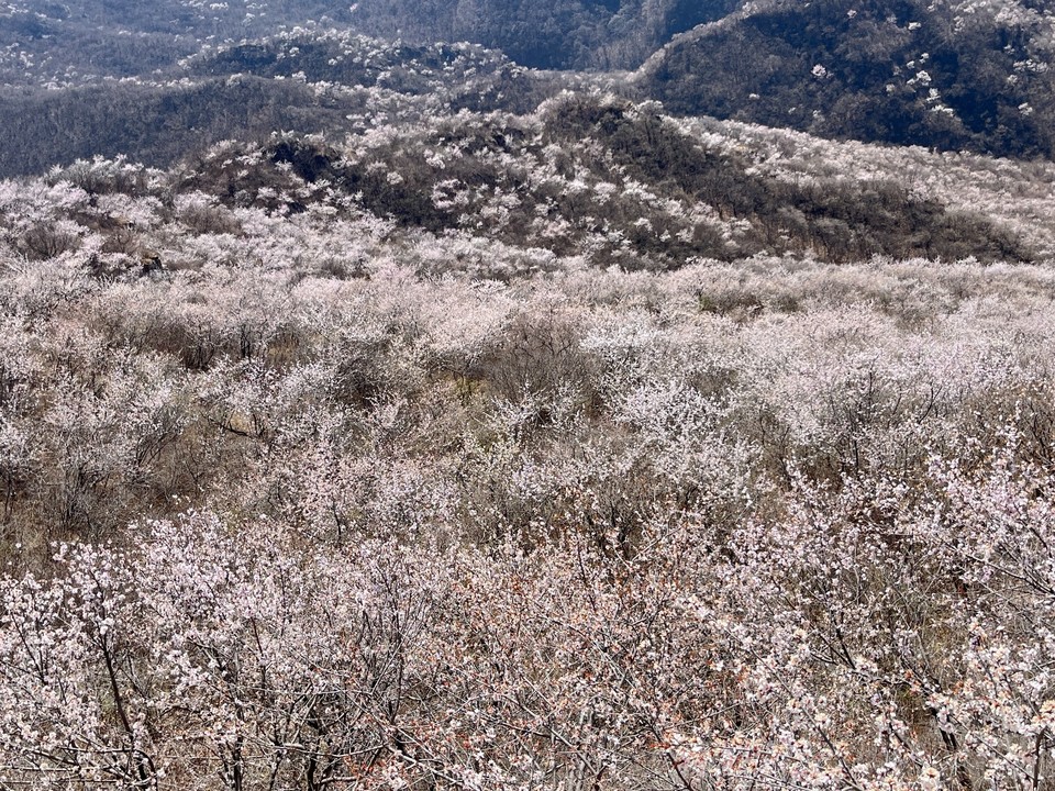 mmexport1775910242505_edit_594674764430089