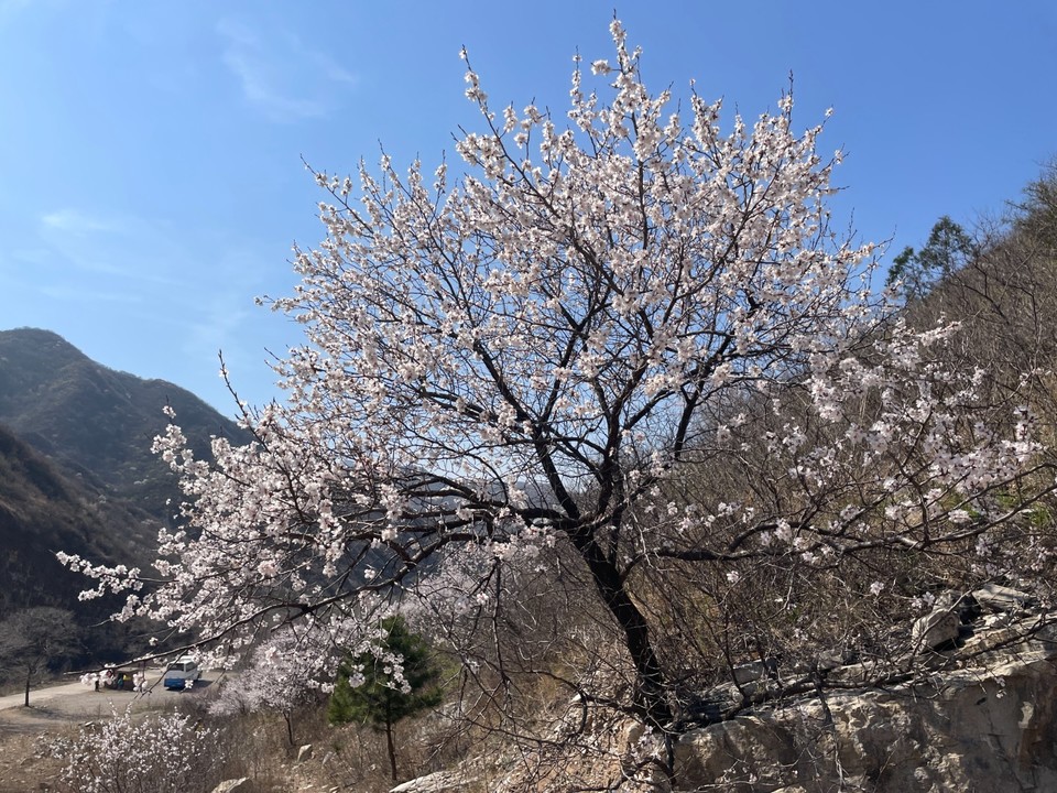 mmexport1775910302843