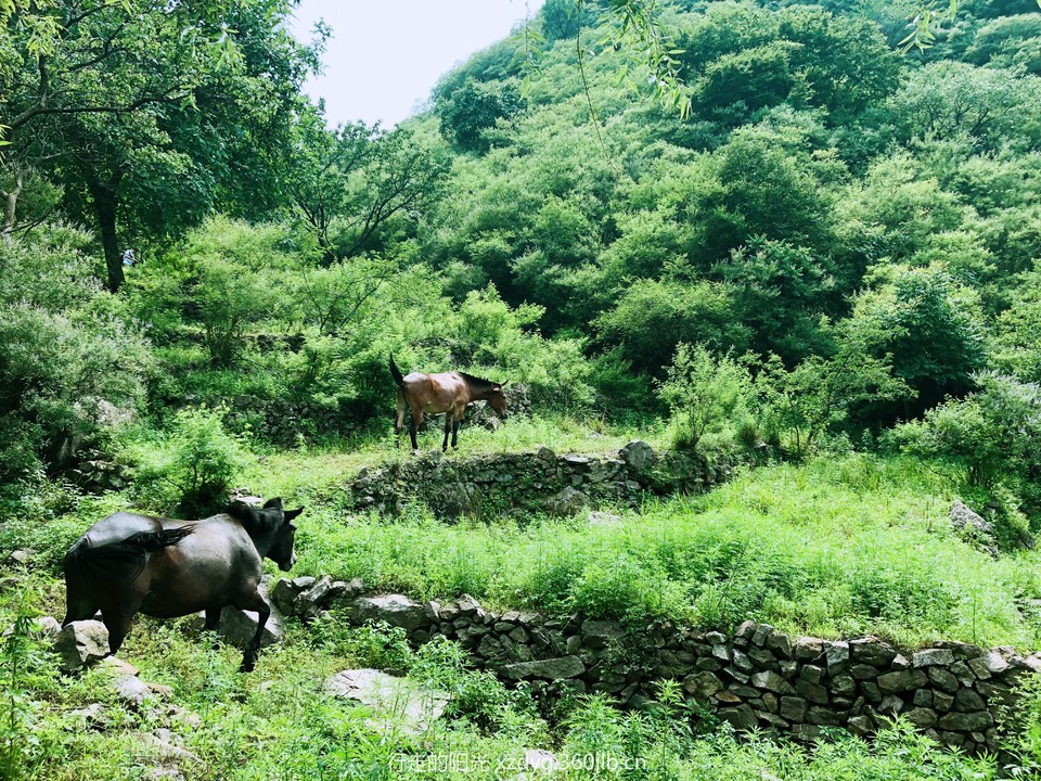 mmexport1531582423405