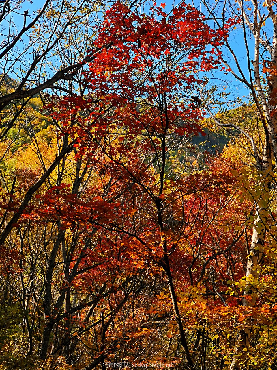 mmexport1538536893812